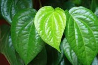 Manfaat Daun Sirih Dan Efek Sampingnya Untuk Kesehatan